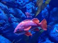#新加坡S.E.A Aquarium-新加坡聖淘沙島