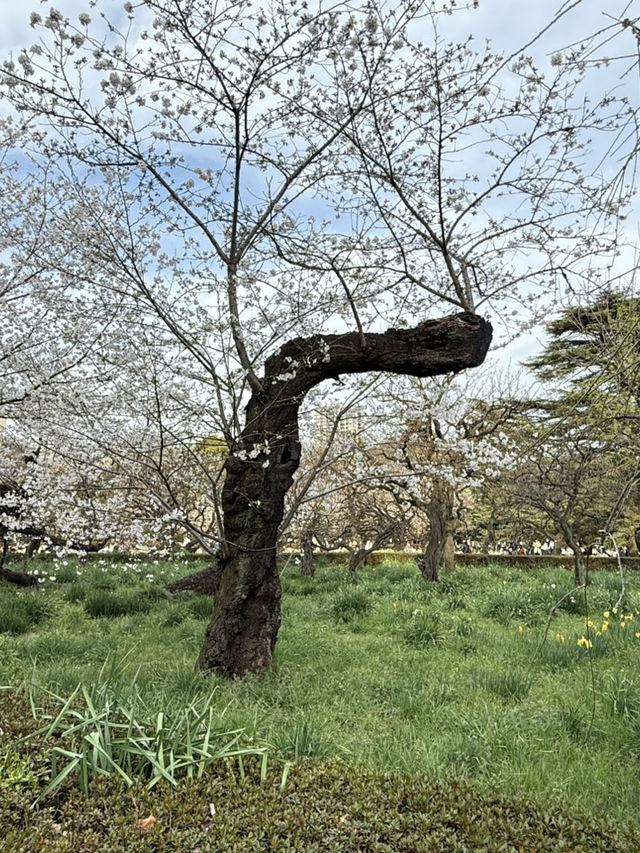 紅眼3天2夜快閃東京🌸櫻花大爆發🌸