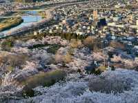 A Blossoming Fortress: Sakura Serenity at Funaoka Castle Ruins Park