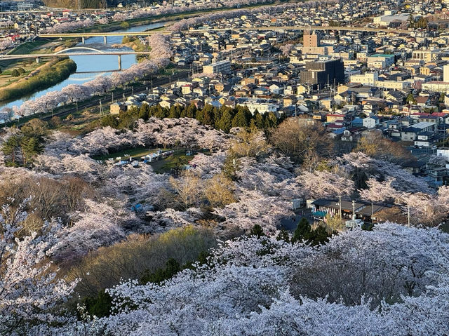 A Blossoming Fortress: Sakura Serenity at Funaoka Castle Ruins Park