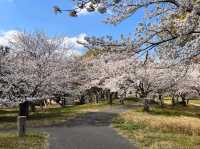 福岡海濱公園賞櫻---Minato 100 Nen Parkみなと100年公園