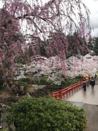 Cherry Blossoms in Hirosaki Castle Botanical Garden: A Floral Wonderland