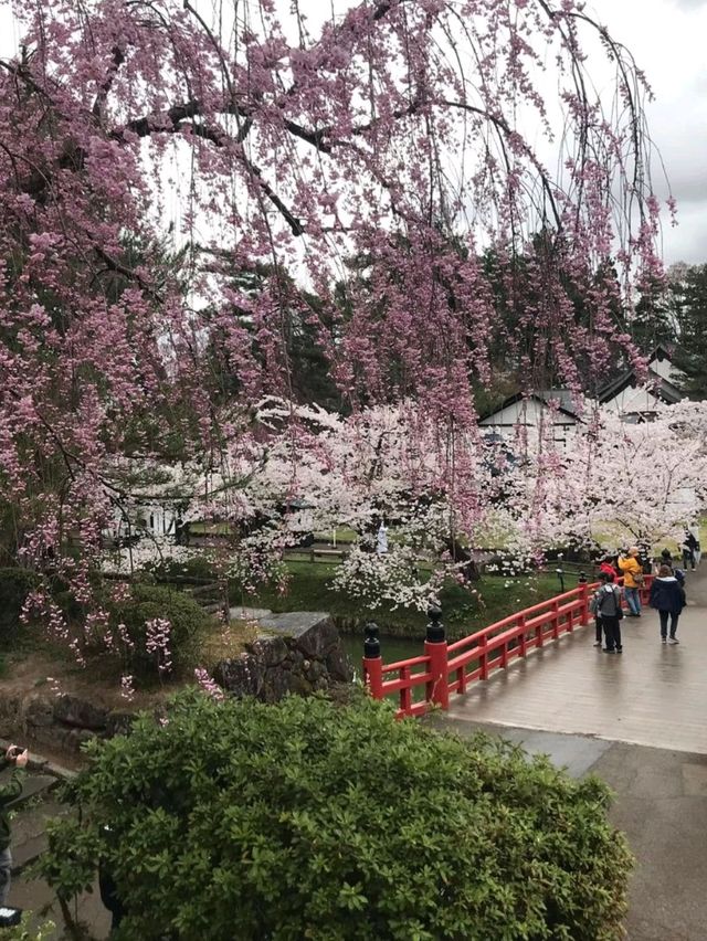 Cherry Blossoms in Hirosaki Castle Botanical Garden: A Floral Wonderland