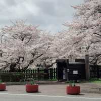 Sakura at Kamimaru Cow Shed