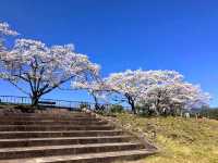 寶池公園櫻之林，京都本地人熱門的賞櫻景點