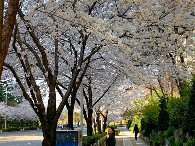 Title: Spring Magic in Seoul – Yeouido Cherry Blossom Festival