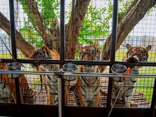 🐯 ให้อาหารเสือ ตื่นเต้นสุดๆ แค่ศรีราชา 