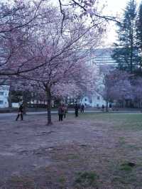 東京到仙台賞櫻：在市區就可以欣賞夜櫻