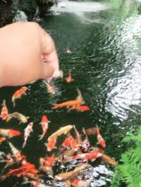 top ten forest อ่างทองใกล้ฉัน 