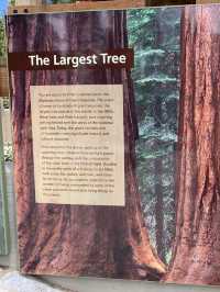 Where Giants Stir: A Springtime Journey Through Mariposa’s Ancient Sequoias