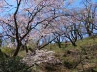 Cherry Blossoms Without the Chaos