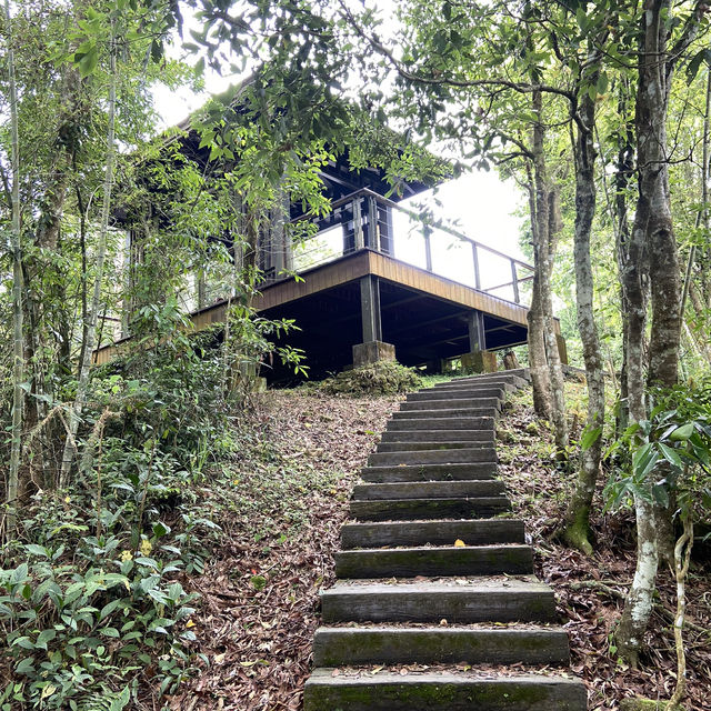雲之南道步道｜茶園與竹林交織的療癒健行路線