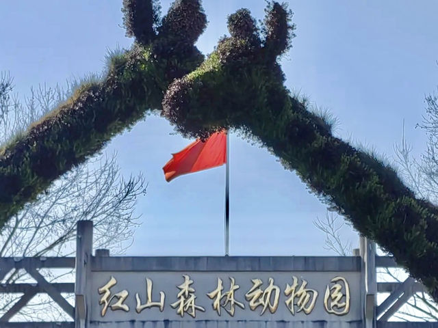 🐼 南京紅山森林動物園 — 意外療癒的城市綠洲，讓我重新愛上自然 🌿
