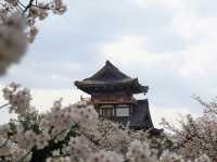 Japan – Blossoms Framing Everyday Life