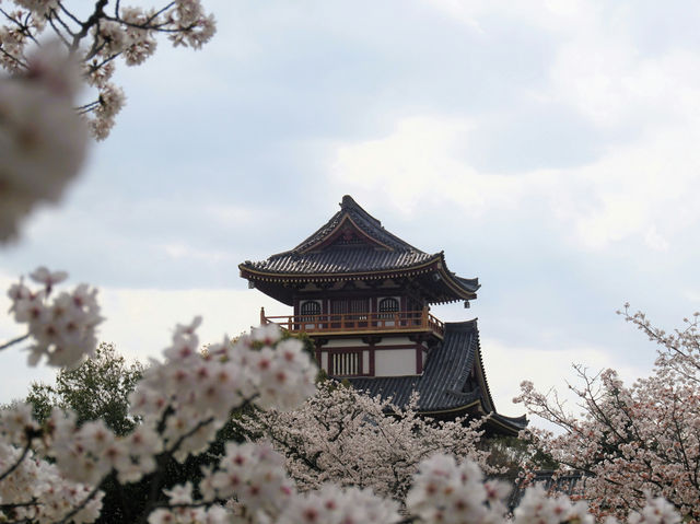 Japan – Blossoms Framing Everyday Life