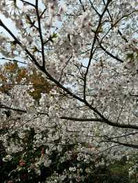 Matsuyama – Timeless Traditions in the Heart of Ehime
