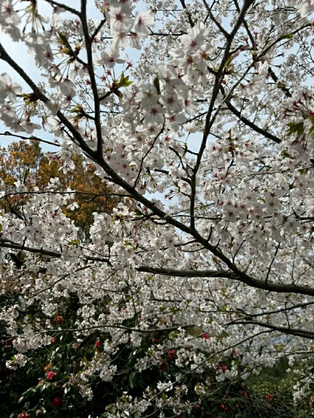 Matsuyama – Timeless Traditions in the Heart of Ehime