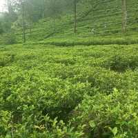 CEYLON TEA HISTORY 