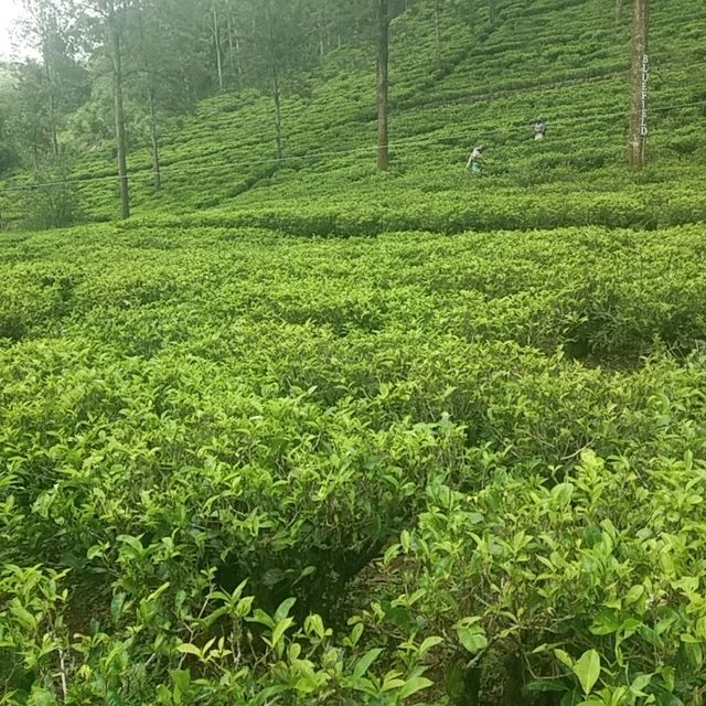 CEYLON TEA HISTORY 
