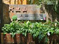 行！走入超完美芬多精仙境～阿里山森林公園