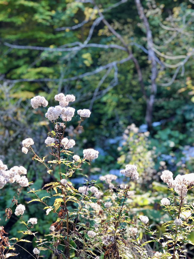 Chasing Waterfalls and Crystal Dreams in Plitvice