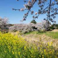 【三重】鹿化川の千本桜