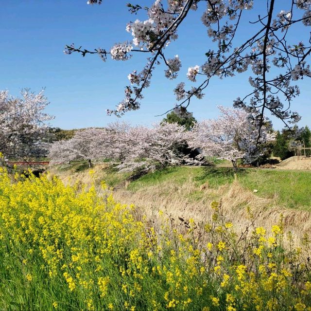 【三重】鹿化川の千本桜