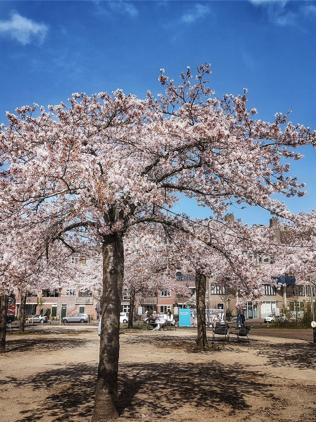 A Little Spring Peek from Leiden 🌺