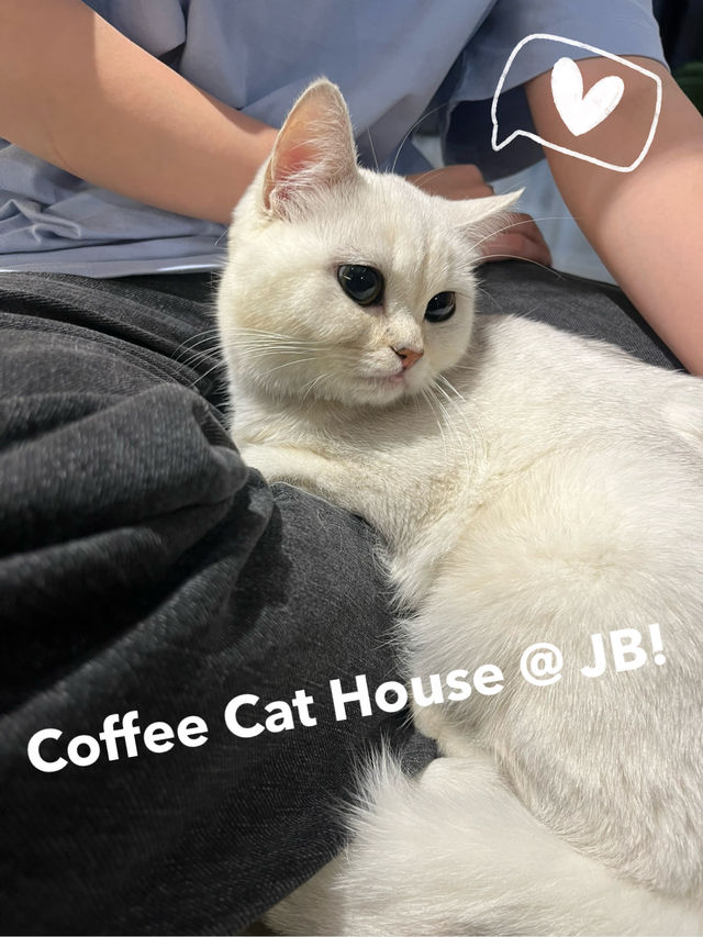 Coffee Cat House in JB
