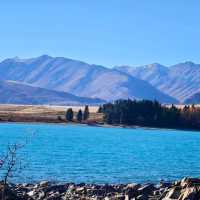 Tranquil Moments by the Lake: A Visit to Tekapo’s Iconic Church and Memorial Dog