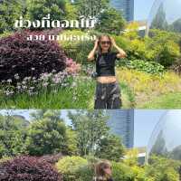🌸✨ The North Bund @shanghai ดอกไม้สวยสะพรั่ง