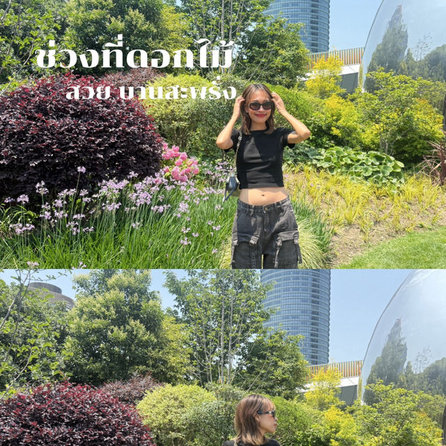 🌸✨ The North Bund @shanghai ดอกไม้สวยสะพรั่ง