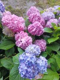 杉林溪繡球花季