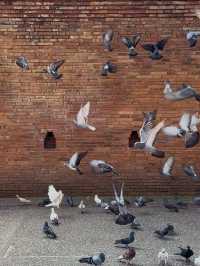 Gate Expectations vs. Bird Reality : Tha Phae Gate