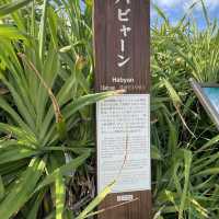 沖縄の聖地・久高島で心洗われるひととき
