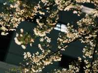 一生人必去的目黑川櫻花祭！
