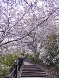 宮城・春日櫻花散策路線｜ 船岡城址公園＆一目千本櫻