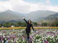 🌼 Huayu Ranch (花语牧场), Dali – A Flower Wonderland 