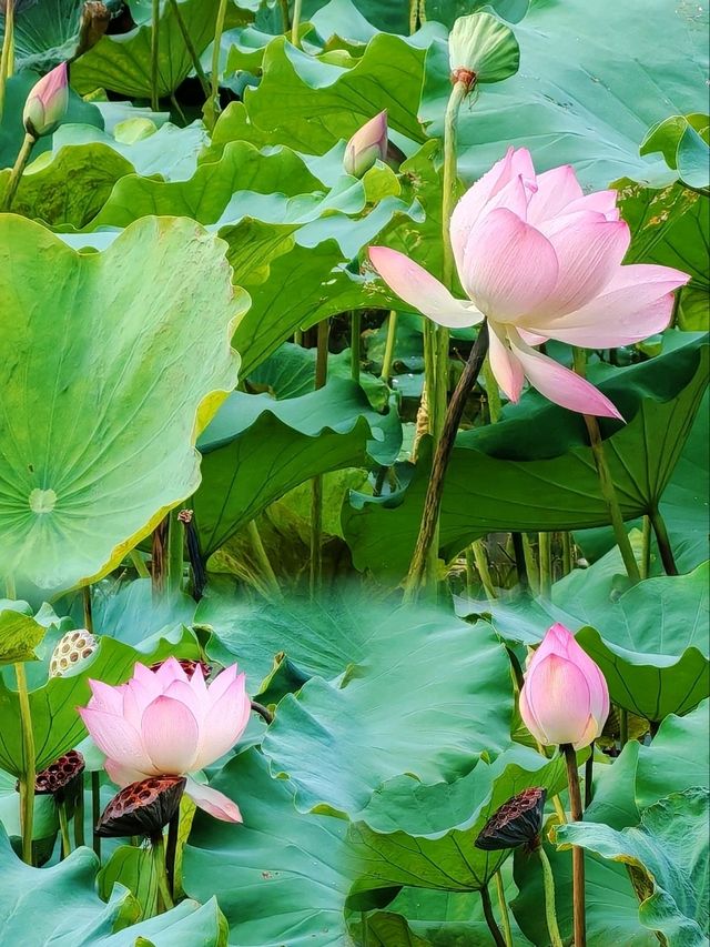 少眾深圳萬景樓