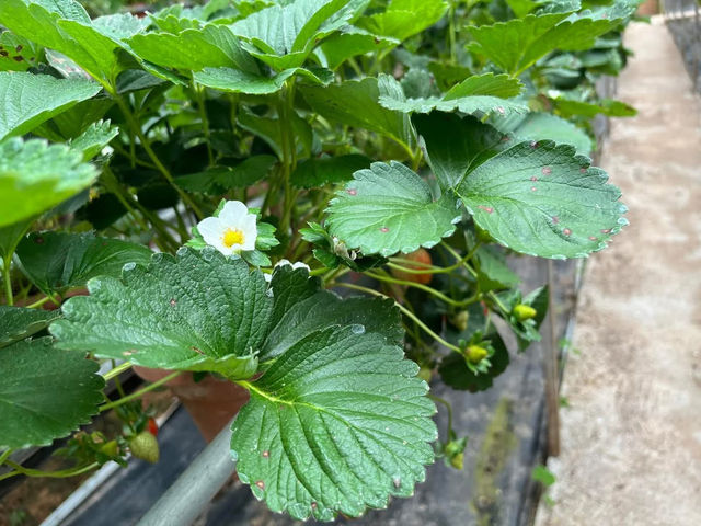 🍓Not Just Strawberries — Big Strawberry Farm, Cameron Highlands