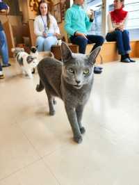Harajuku Cat cafe that boosts your mood!