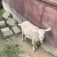 無料で見れる！動物園