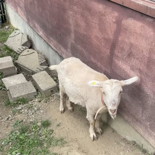 無料で見れる！動物園