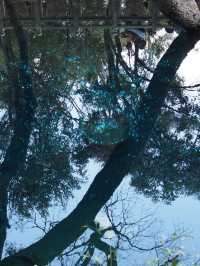Discover the Colorful Charm of Butterfly Park – A Hidden Gem in Yunnan