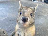 Featherdale Sydney Wildlife Park