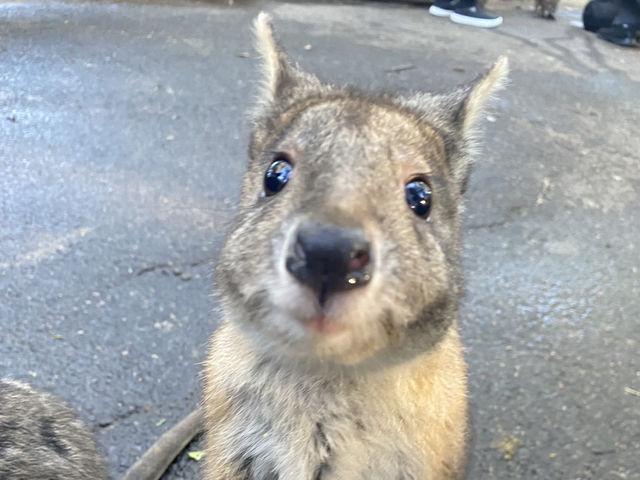 Featherdale Sydney Wildlife Park