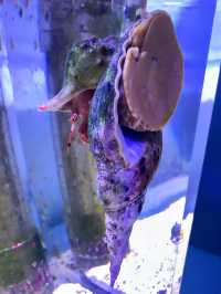探索海底世界的美麗Xpark水族館