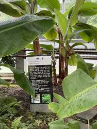 시원한 실내에서 이국적인 식물구경 어때요🌴