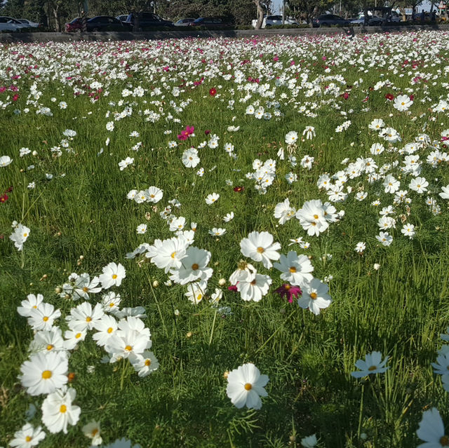 雲林莿桐花海🌻
