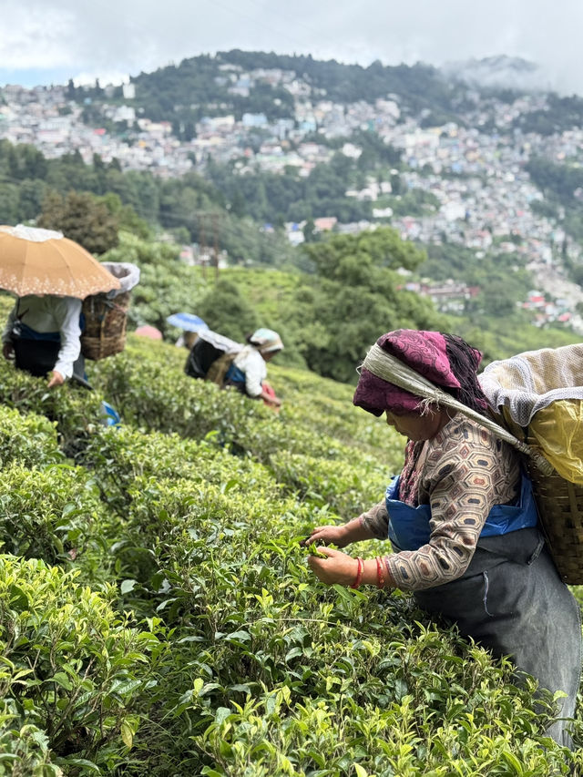 【インド・ダージリン Happy Valley Tea Garden】本場ダージリンティーを五感で味わう場所